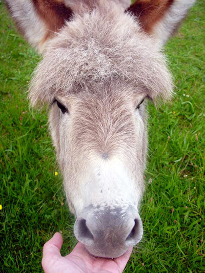 Donkey Head